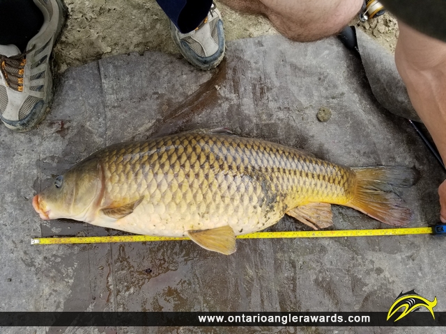 31" Carp caught on Thames River