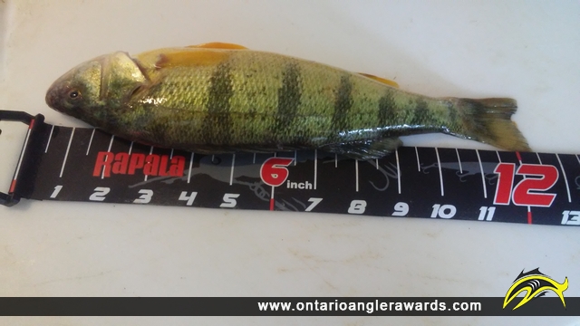 12" Yellow Perch caught on Lake Erie
