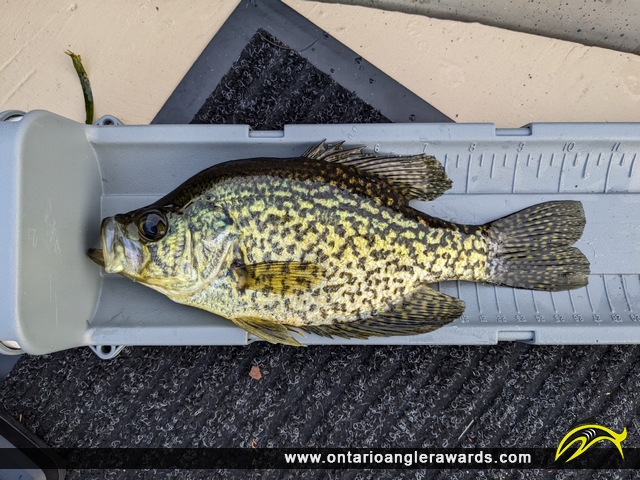 10.5" Black Crappie caught on Raccoon Lake