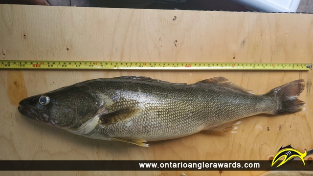 25.5" Walleye caught on Lake Erie
