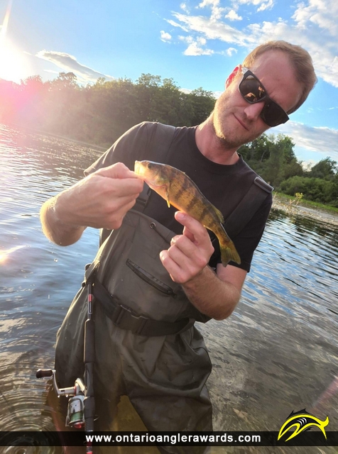 12" Yellow Perch caught on Westminster Ponds