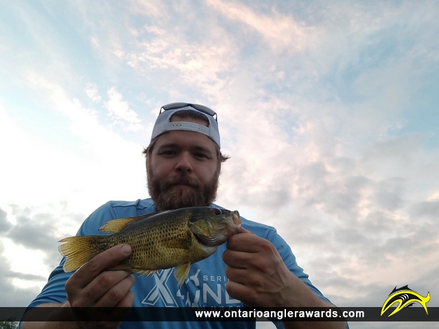 10.1" Rock Bass caught on Charleston lake 