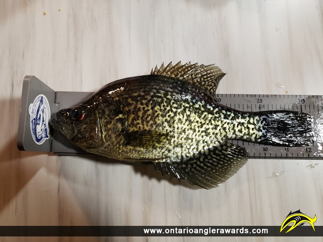 12.25" Black Crappie caught on Mississippi Lake