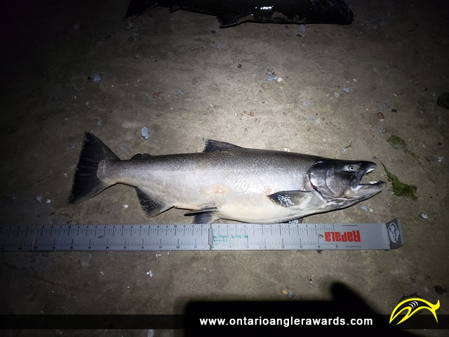 38" Chinook Salmon caught on Lake Ontario