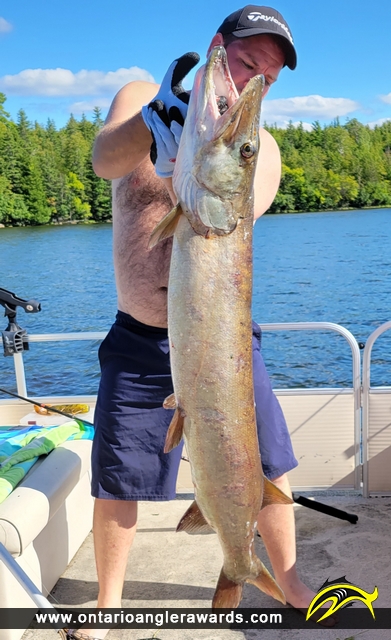 54" Muskie caught on Pigeon Lake