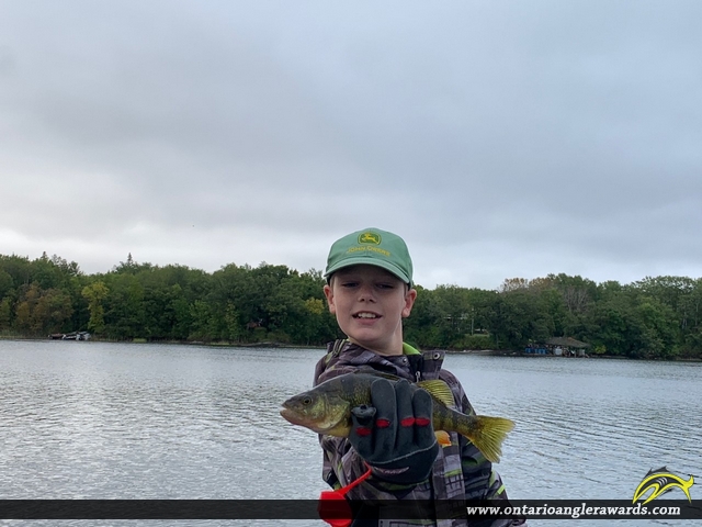 12.25" Yellow Perch caught on Lake of the Woods