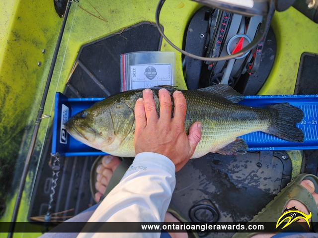20.5" Largemouth Bass caught on Pine Lake