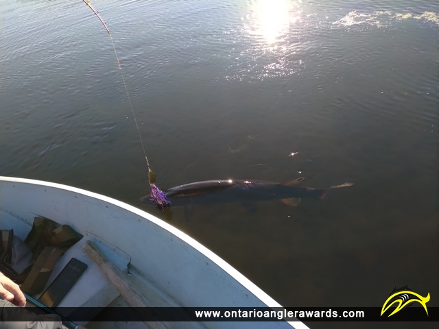47" Muskie caught on Rideau River
