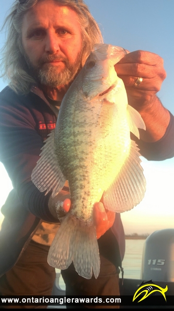 14" Black Crappie caught on Lake Erie 