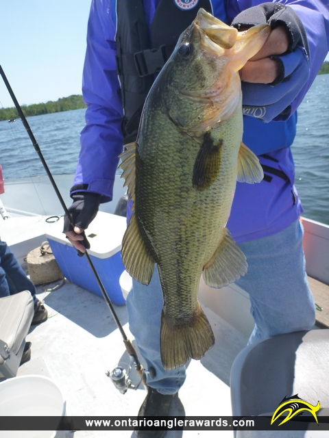 18" Largemouth Bass caught on Rice Lake