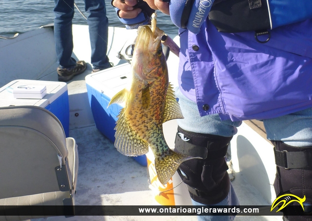 10" Black Crappie caught on Rice Lake