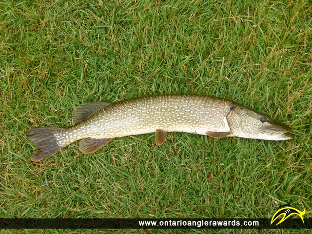 36" Northern Pike caught on Rice Lake