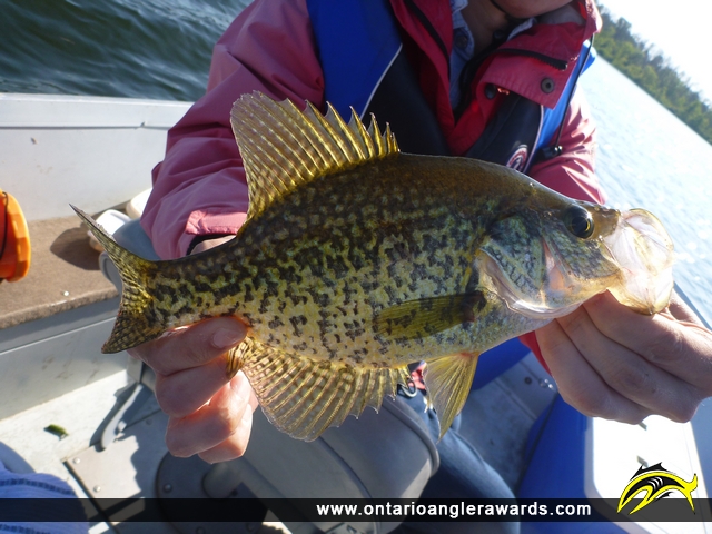 11" Black Crappie caught on Rice Lake