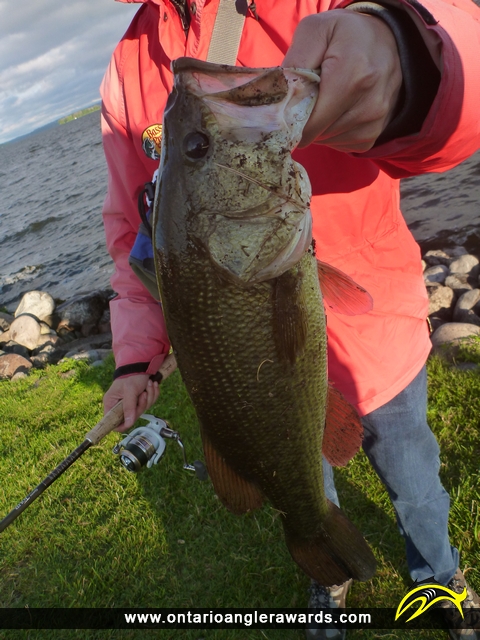 18" Largemouth Bass caught on Rice Lake