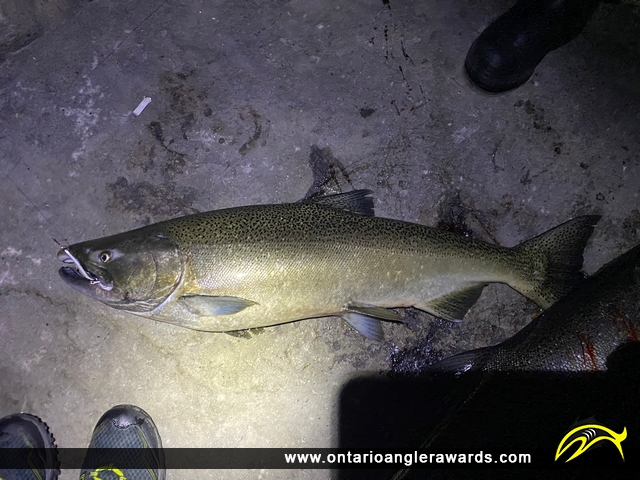 36" Chinook Salmon caught on Lake Ontario