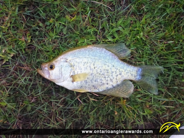 10" Black Crappie caught on Rice Lake