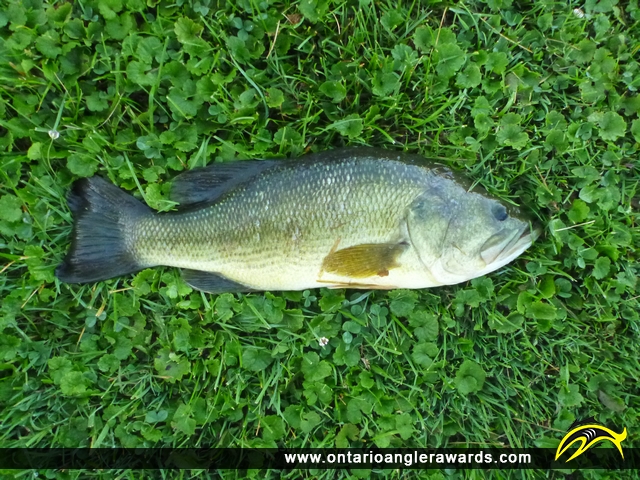 18" Largemouth Bass caught on Rice Lake