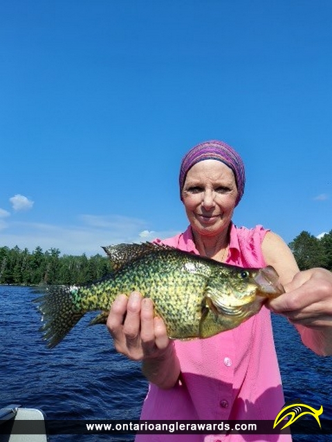 13" Black Crappie caught on Little Vermilion Lake