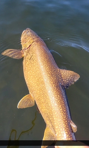 30" Lake Trout caught on Hawk Lake