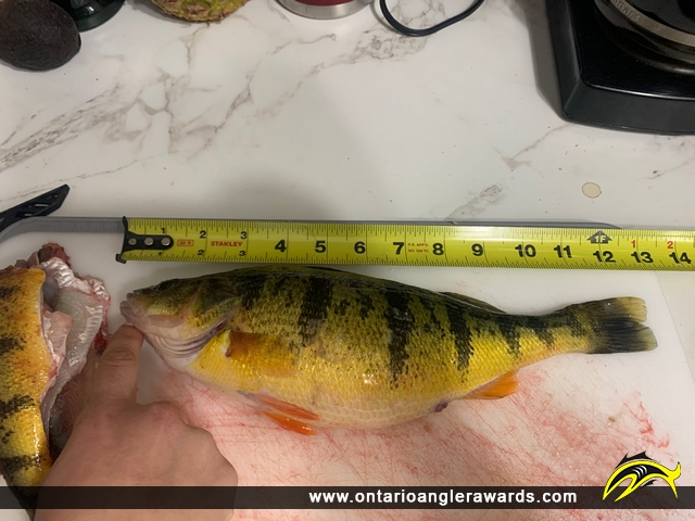 12.75" Yellow Perch caught on Lake Simcoe