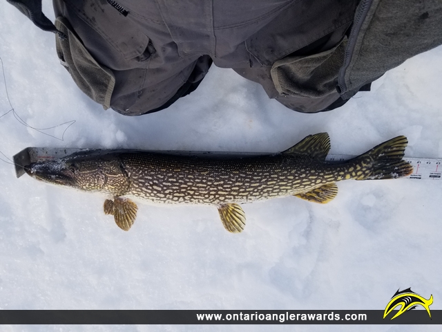 40.5" Northern Pike caught on Pistol Lake