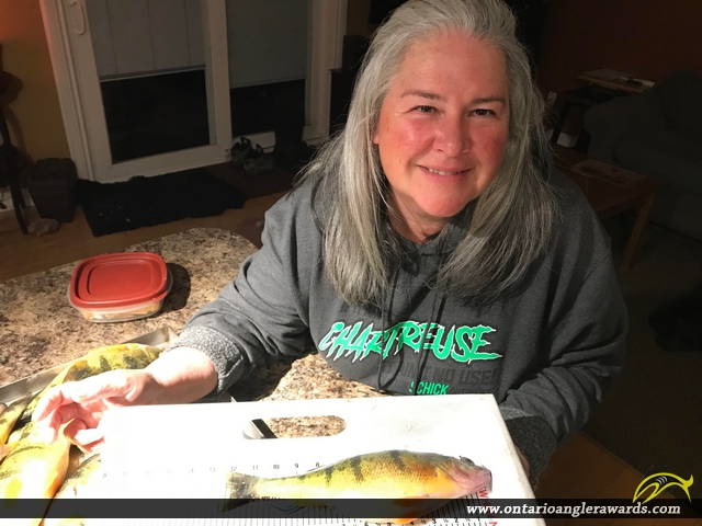 12.5" Yellow Perch caught on Lake Simcoe