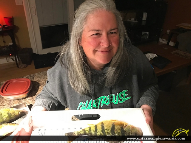 12.75" Yellow Perch caught on Lake Simcoe