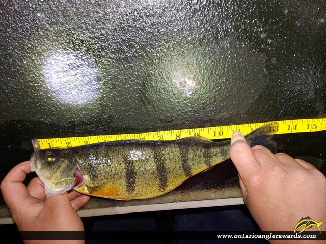 13.25" Yellow Perch caught on Lake Simcoe