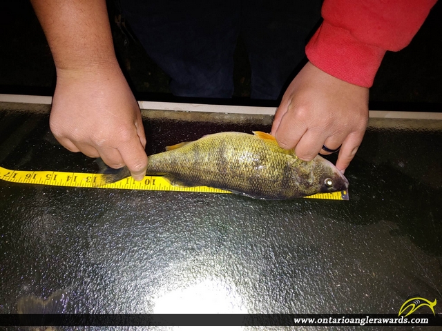 13" Yellow Perch caught on Lake Simcoe