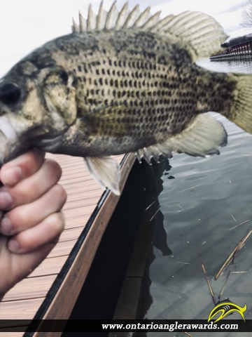 12.5" Rock Bass caught on Detroit River
