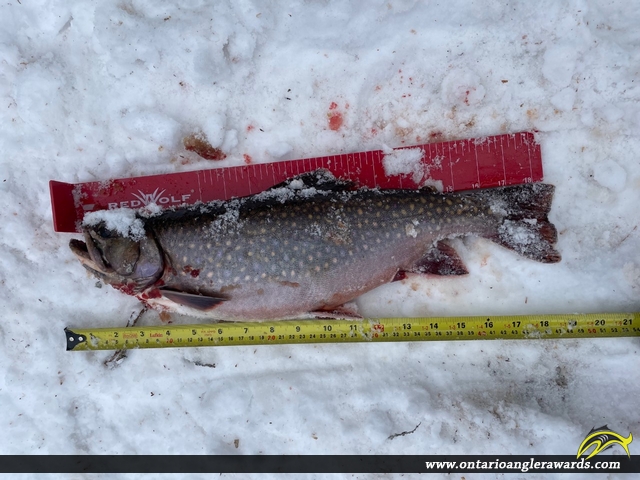19" Brook/Speckled Trout caught on Rossmere Lake