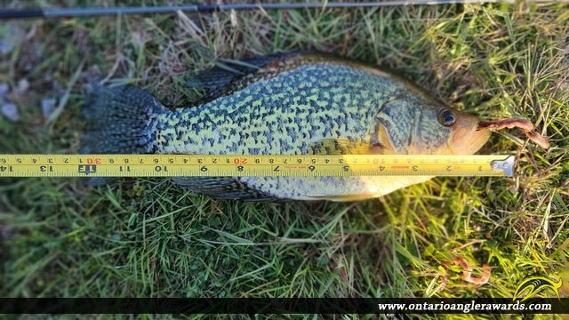 13" Black Crappie caught on Bay of Quinte