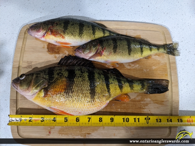 14" Yellow Perch caught on Lake Simcoe 