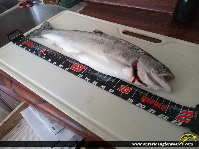 22" Rainbow Trout caught on Lake Erie