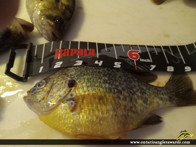 9" Bluegill caught on Lake Erie