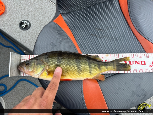 13.5" Yellow Perch caught on Lake of the Woods