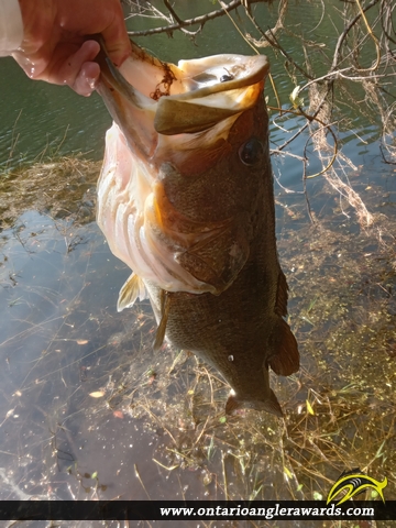 24.5" Largemouth Bass caught on Private Pond