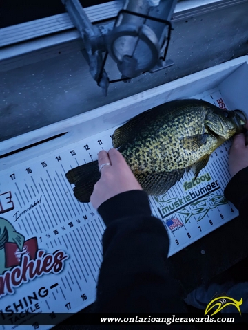 14" Black Crappie caught on Blackstone Lake