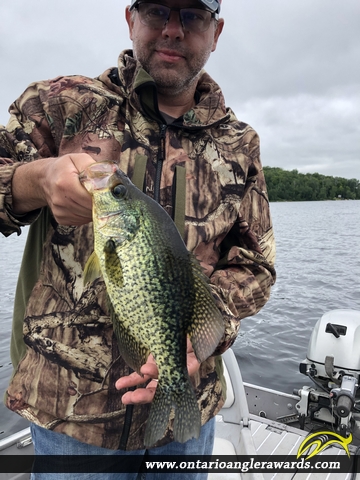 13" Black Crappie caught on Commanda Lake