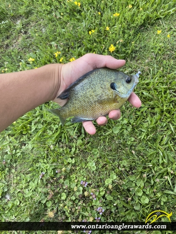 9.25" Bluegill caught on Lake Laguna