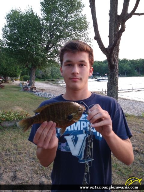 10.0" Pumpkinseed caught on Bright Lake