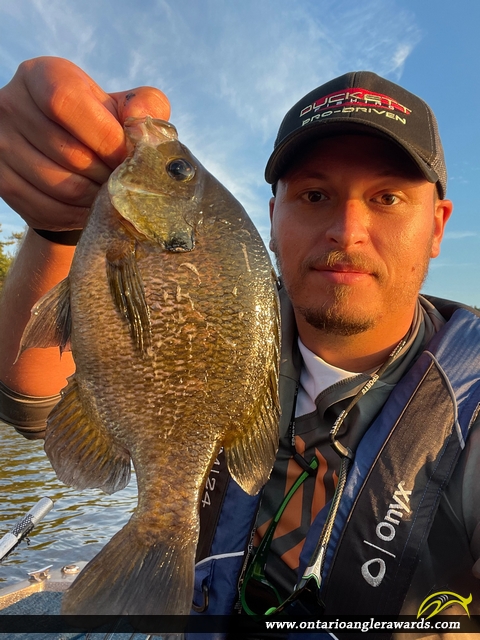 10.75" Bluegill caught on La Cloche Lake