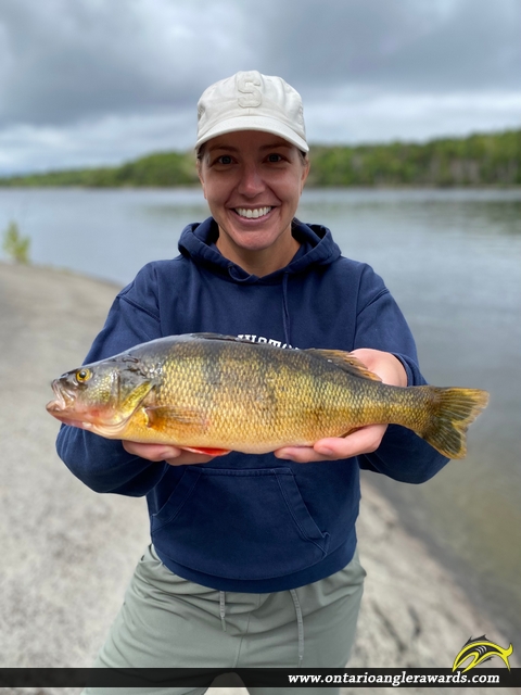 13" Yellow Perch caught on Lake of the Woods