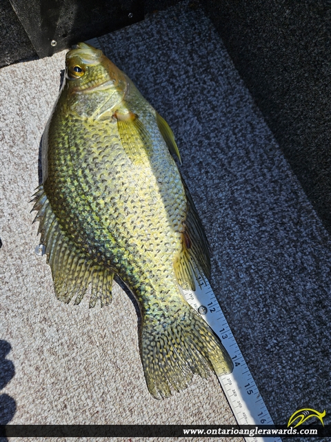 14" Black Crappie caught on Wabigoon Lake