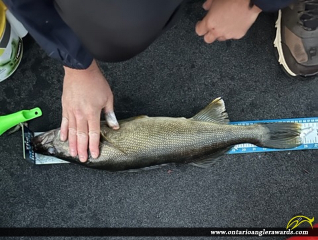 25.75" Walleye caught on Dogtooth Lake