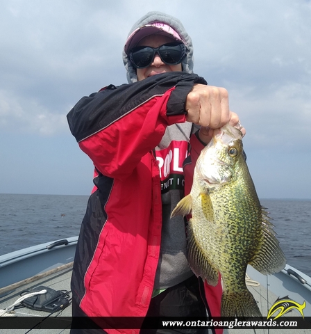 14" Black Crappie caught on Lake of the Woods