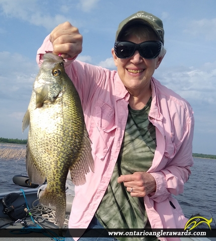 15" Black Crappie caught on Lake of the Woods