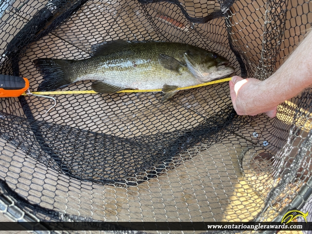 17.5" Smallmouth Bass caught on Lake Nipissing