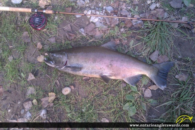 38.18" Coho Salmon caught on Wilmot Creek