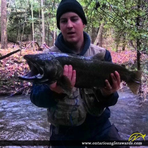 31" Coho Salmon caught on Young'S Creek
